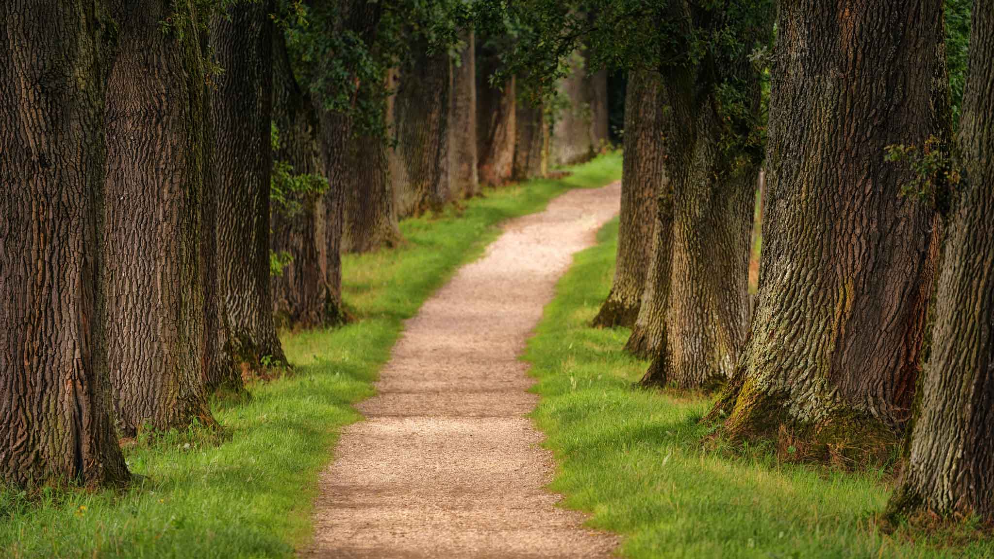 Single-track trail through the forest
